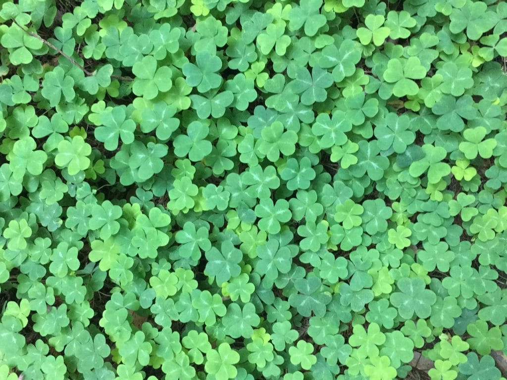 The literal difference between a four-leaf clover and a shamrock.