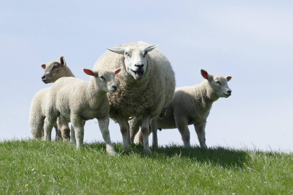 One of our hilarious Irish dirty jokes is about sheep.