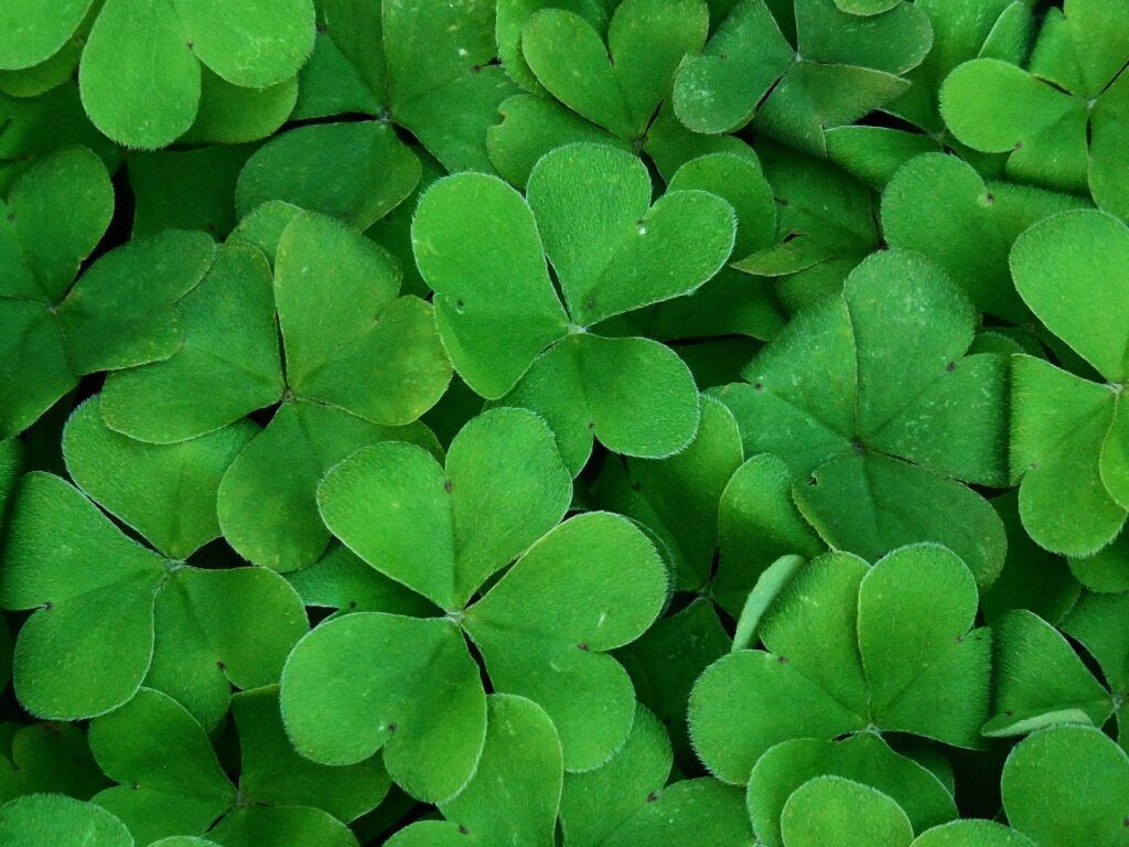 Are shamrocks lucky?