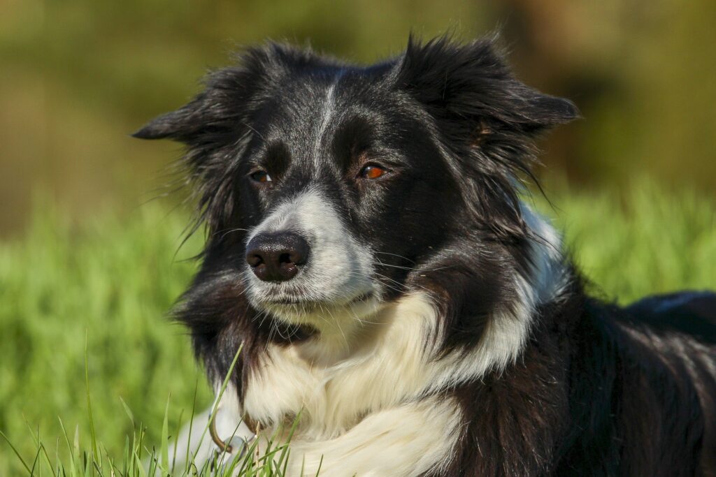 Guinness tops our list of Irish male dog names.