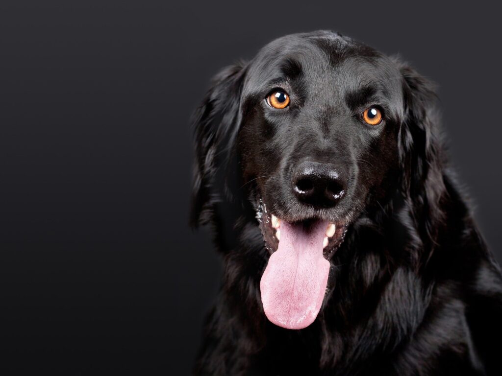 Keira is one of the best Irish female dog names.