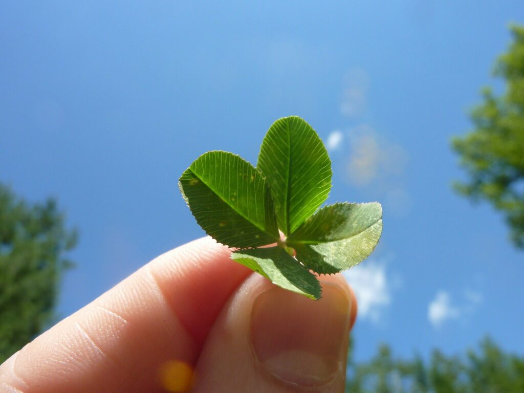 Are shamrocks and four-leafed clovers the same?