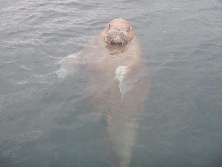 Wally the Walrus is back in Irish waters.