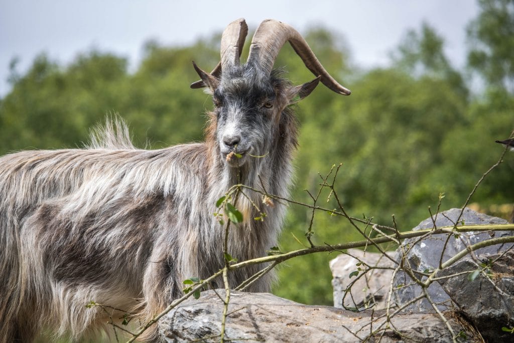 Old Irish Goats are being moved to rural Dublin in order to control the wildfires.