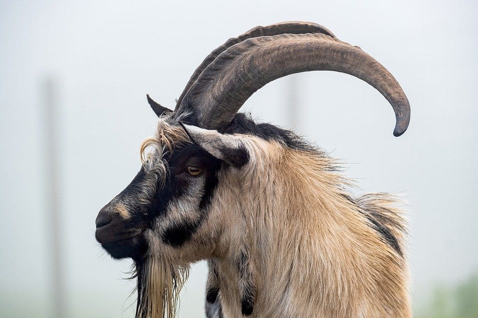 Old Irish goats haven't been around rural Dublin for over 50 years.