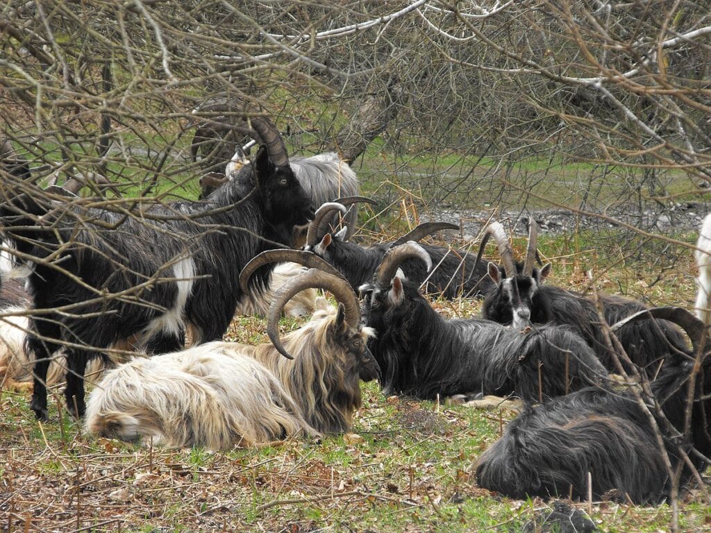 the Old Irish goats are feeding on the gorse which will control the wildfires.