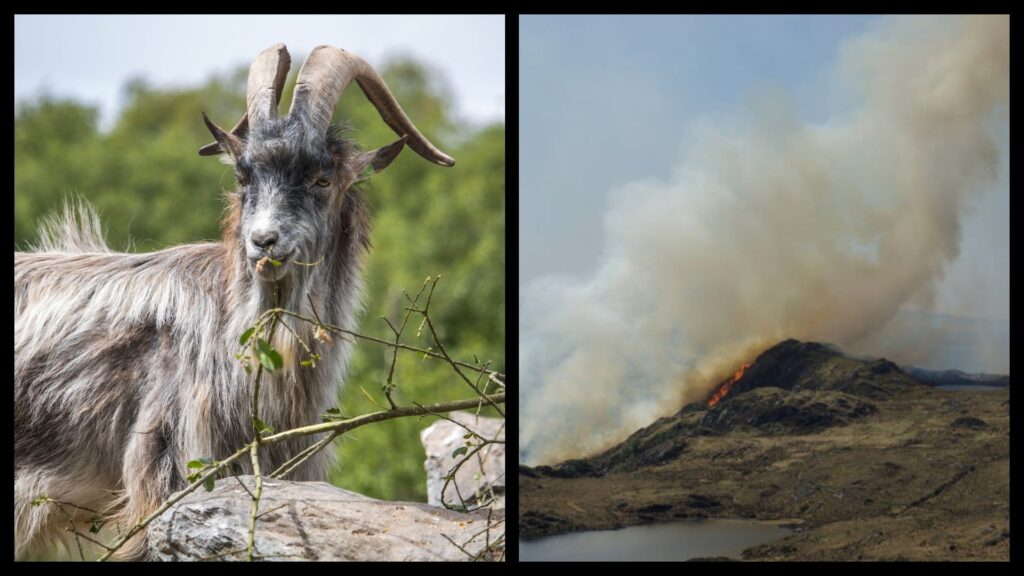 Old Irish goats are moving to Dublin to prevent wildfires.