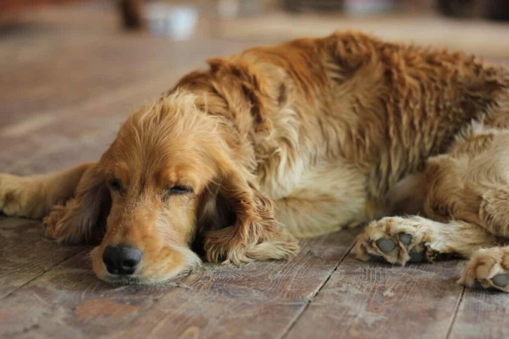 Sióg is another magical Irish dog name.