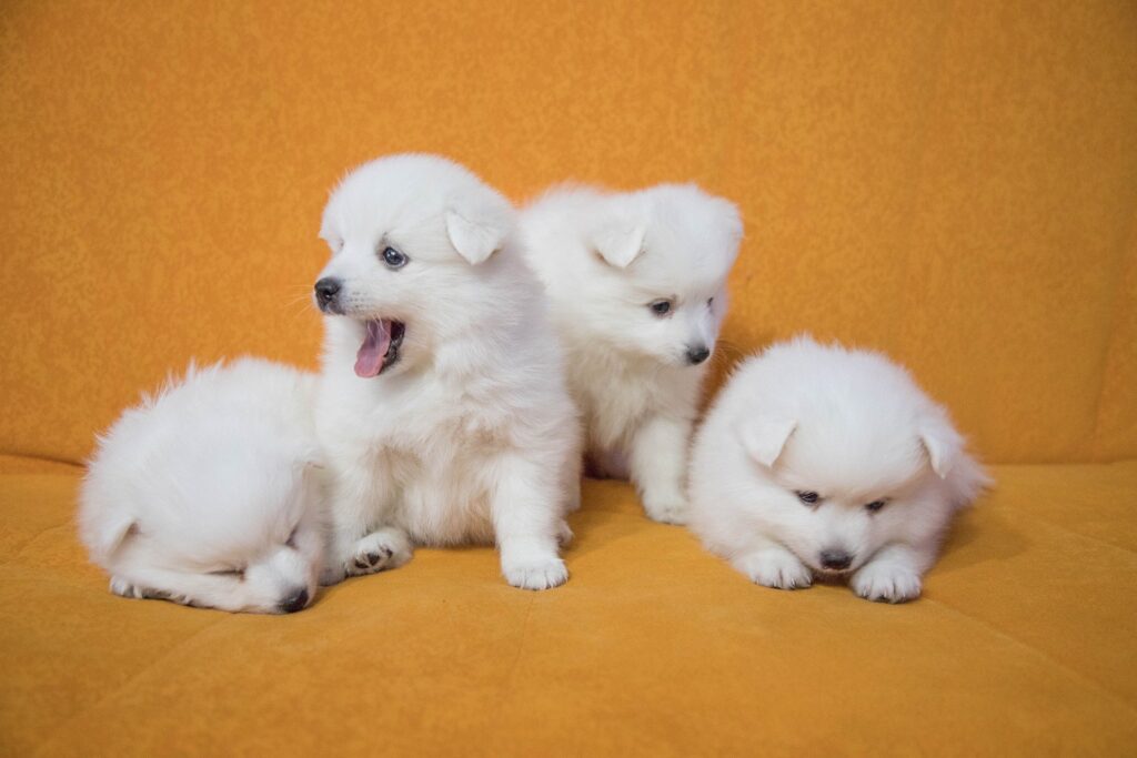 Sneachta is one of our favourite adorable Irish dog names.