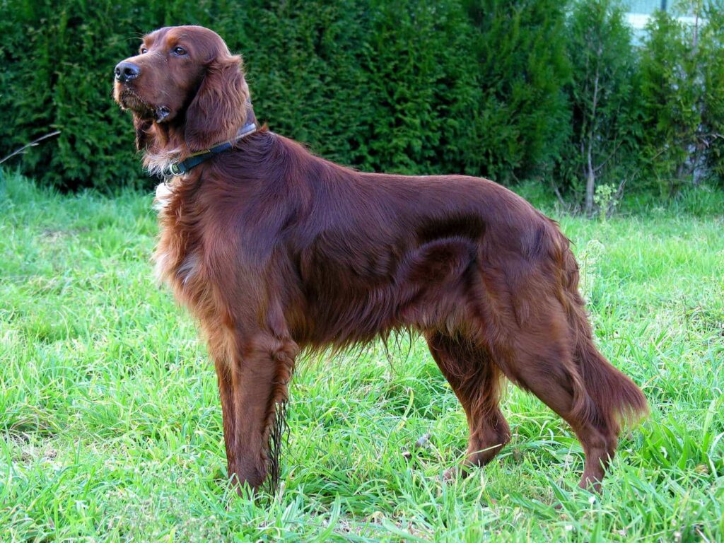 Rua is a great name for a red setter.