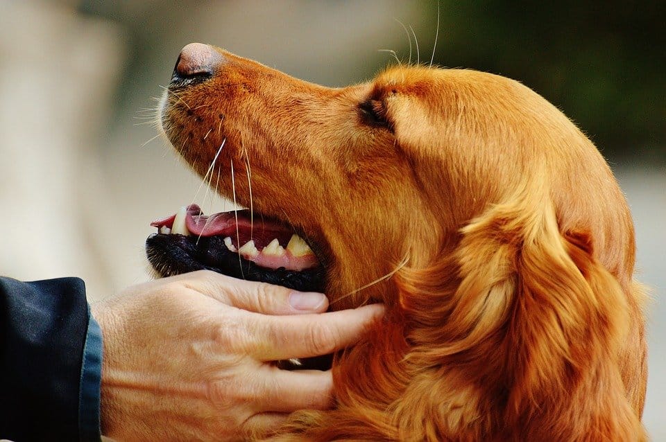 Cara is a great name for man's best friend.