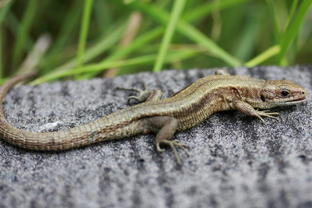 The common lizard is one of the weirdest animals that live in Ireland.