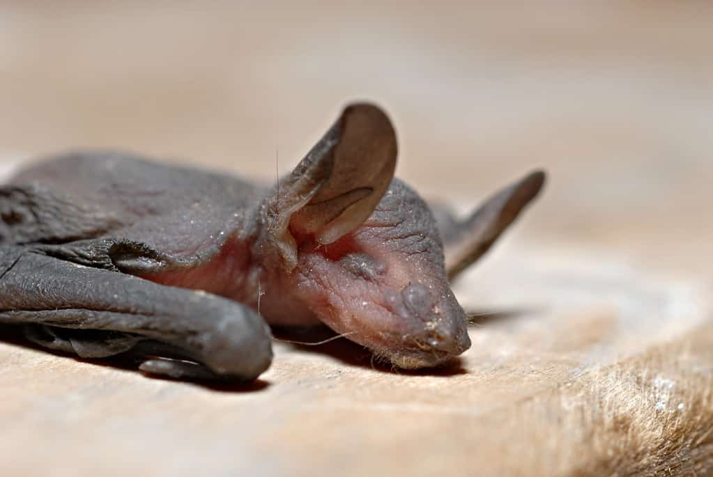 Daubenton's bat is one of a few bat species in Ireland.