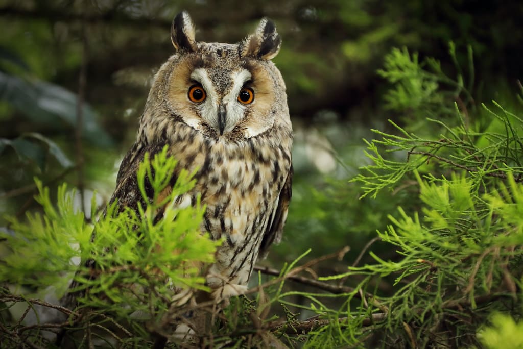 The long-eared owl is an interesting creature.