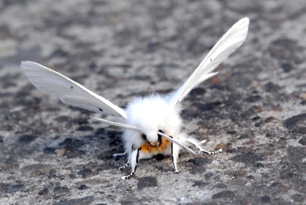 The white ermine moth is a strange animal.