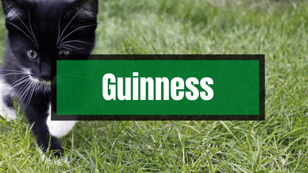 Guinness est l'un des meilleurs noms de chat irlandais pour votre prochain chat.